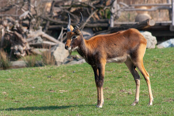 
wild deer with horns in nature in the park during the day