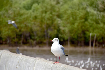 Fototapeta premium Seagull portrait against sea shore. Close up view of bird seagull sitting on the edge of the bridge at Bangpu Recreation Center, Samut Prakan, Thailand
