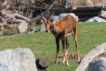 
wild deer with horns in nature in the park during the day