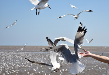 hand of traveler giving food for seagulls flying over sea at Bangpu Recreation Center in Samutprakan, Thailand.