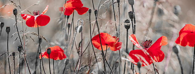 Panele Szklane  red poppies on a field close up