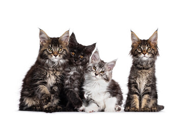 Row of four multi colored Maine Coon cat kittens, sitting beside each other. All looking focussed to camera. Isolated on white background.