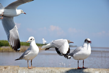 Seagull portrait against sea shore. Close up view of bird seagull sitting on the edge of the bridge at Bangpu Recreation Center, Samut Prakan, Thailand