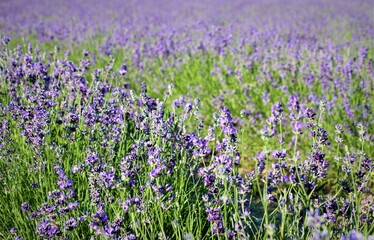 Naklejka premium Lavendelfeld