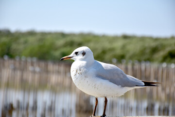 Seagull portrait against sea shore. Close up view of bird seagull sitting on the edge of the bridge at Bangpu Recreation Center, Samut Prakan, Thailand