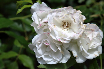A beautiful white rose in a summer garden
