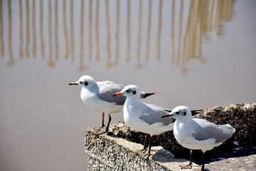 Seagull portrait against sea shore. Close up view of bird seagull sitting on the edge of the bridge at Bangpu Recreation Center, Samut Prakan, Thailand