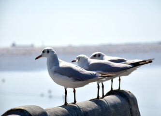 Seagull portrait against sea shore. Close up view of bird seagull sitting on the edge of the bridge at Bangpu Recreation Center, Samut Prakan, Thailand