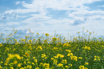 Obraz premium beautiful summer landscape - a meadow with yellow flowers in the forest on a bright Sunny day