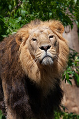 
majestic wild lion with mane in the park and blurred background