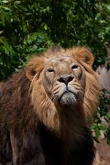
majestic wild lion with mane in the park and blurred background