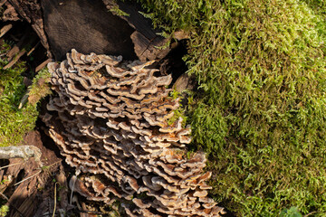 Butterfly tramete and moss on a tree trunk, also known as Trametes versicolor, Coriolus versicolor,...