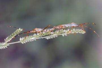 Insect Matting on Wild Grass