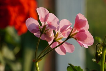 Fototapeta na wymiar schöne farbenfrohe Blüten Topfpflanze Blume