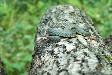 Rolled natrix natrix snake on the tree trunk