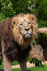 Obraz na płótnie Canvas majestic wild lion with mane in the park and blurred background