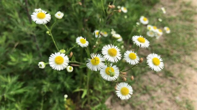 annual fleabane in a field