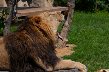 
majestic wild lion with mane in the park and blurred background