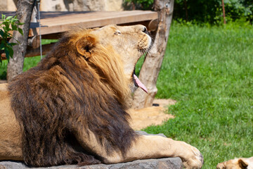 
majestic wild lion with mane in the park and blurred background