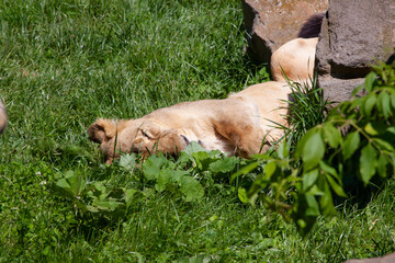 
majestic wild lion with mane in the park and blurred background