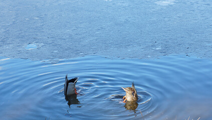 Duck and drake ducked for food into the lake, only tails stick out