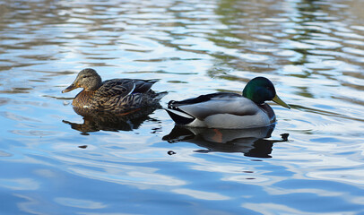 Duck and drake in the lake, turned away from each other