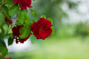 bush of red roses