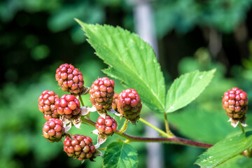 unripe blackberries ( rubus fruticosus ) in garden