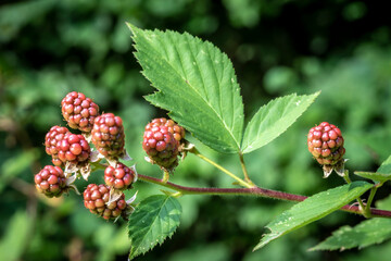 unripe blackberries ( rubus fruticosus ) in garden