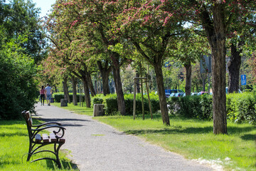 Aleja z drzewami w różowe kwiaty © Anastasiia