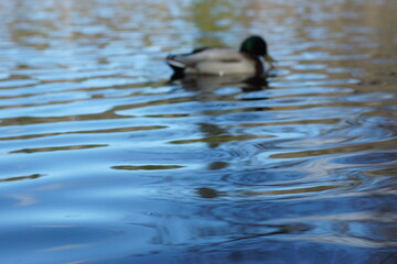 Blurred lake background with duck floating unsafe, copy space for your text