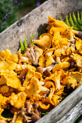 Freshly picked forest chanterelles on fern leaves in big old rustic wooden tray.