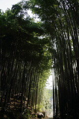 Fototapeta premium 京 桂 20150511