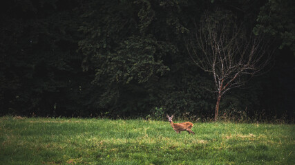 Rehwild in der Dämmerung am Waldrand auf einer Wiese © Sonja Birkelbach