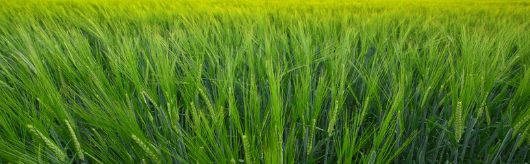 Fototapeta na wymiar A green wheat field in summer - panorama background