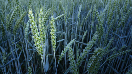 Rye field with unripe ears, cultivation and harvest.
