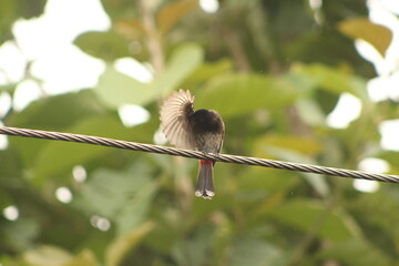 bird on a wire