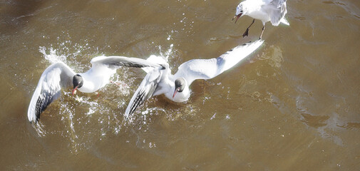 Seagulls fly over water with sun glare, fighting for food