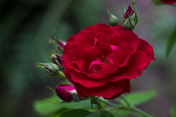 Red Rose