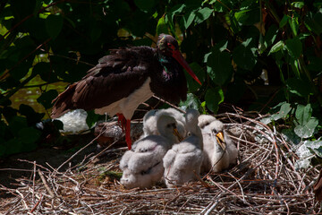 red stork in wild