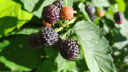 blackberries on a bush