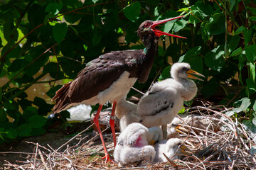 red stork in wild
