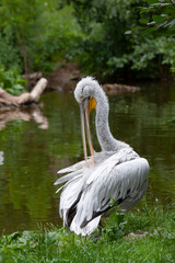 
wild pelican with a big beak and white feather on the water surface in the park