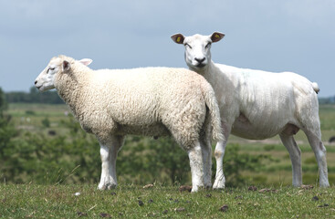 Schafe auf dem Deich auf der Insel Föhr an der Nordsee
