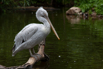 
wild pelican with a big beak and white feather on the water surface in the park
