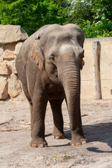 african elephant in zoo