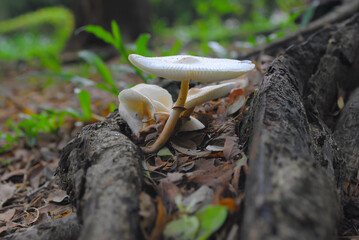 Wild Mushroom Growing on Forest ground