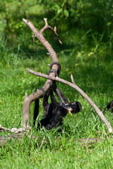 
wild little black colobus monkey crawls on a tree in a green park