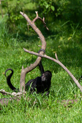 
wild little black colobus monkey crawls on a tree in a green park