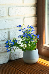 a small flower Lobelia with blue flowers in a pot on the windowsill